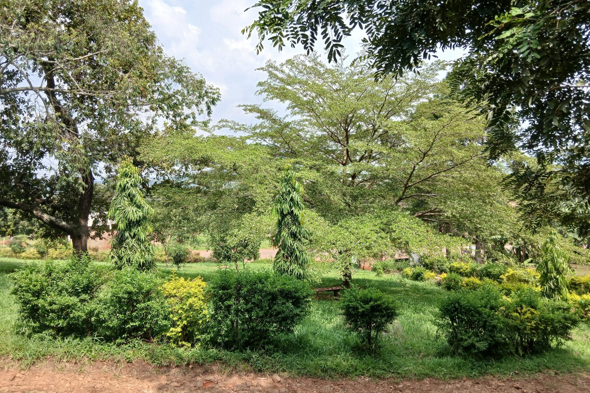 Bomen en struiken. Natuur.